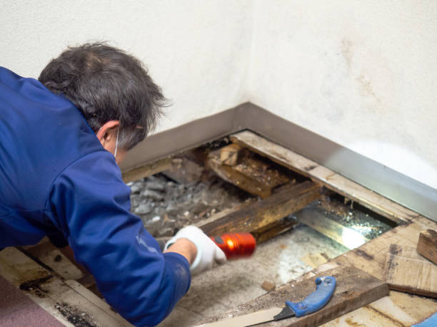 Mold Removal Process in Pleasant View, UT