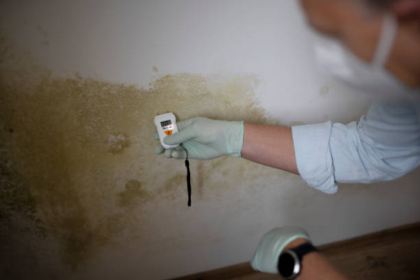 Crawl Space Mold Removal in Pleasant View, UT