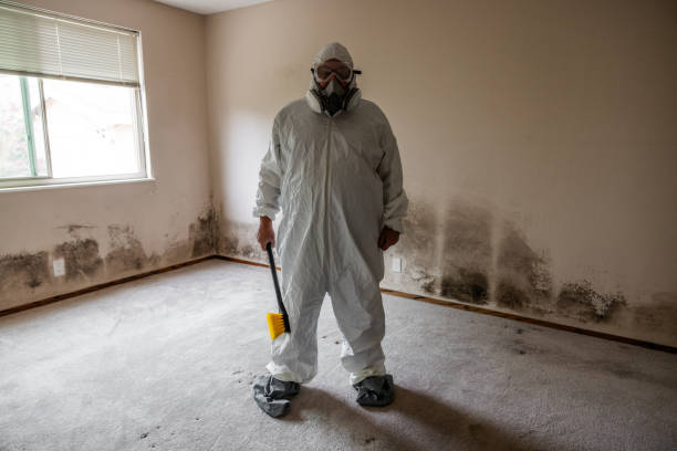 Best Certified Mold Removal  in Pleasant View, UT