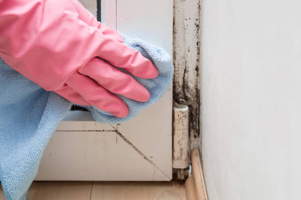Best Toxic Mold Removal  in Pleasant View, UT