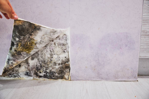 Best Mold Testing  in Pleasant View, UT